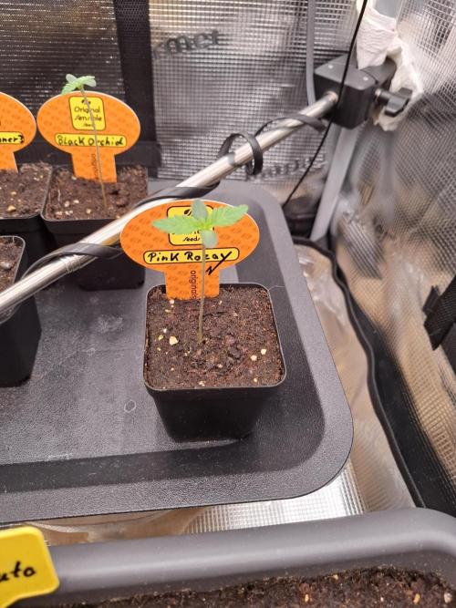 C.C.G / O.S.S Grow Event. Week 0 - Die zweite Woche der Keimling/Sämlingsphase läuft.