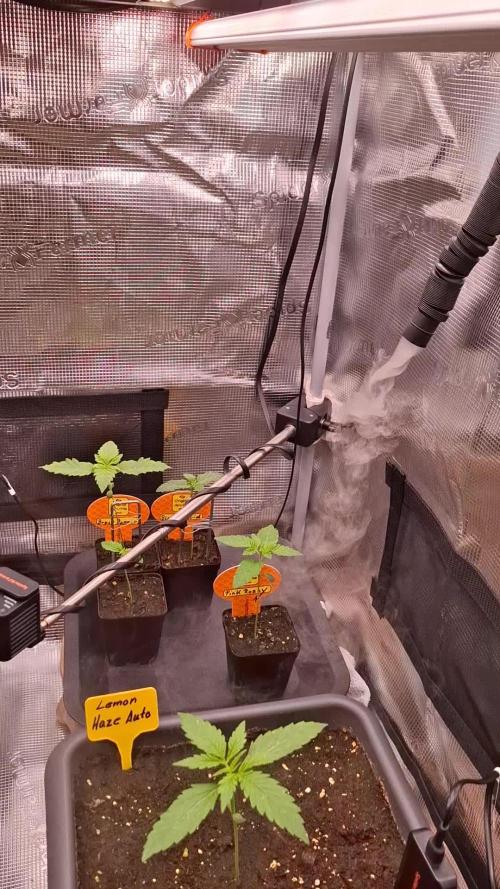 C.C.G / O.S.S Grow Event