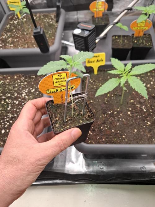 C.C.G / O.S.S Grow Event. Week 1 - Heute wird so langsam die vegi eingeleitet.
