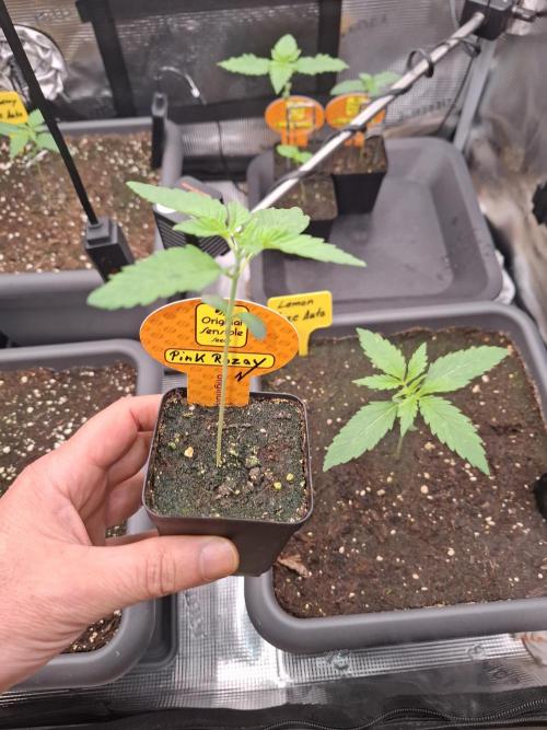 C.C.G / O.S.S Grow Event. Week 1