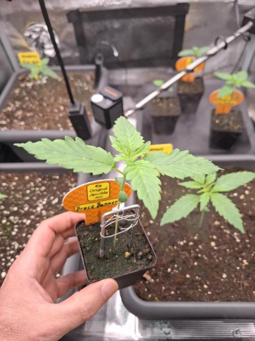 C.C.G / O.S.S Grow Event. Week 1