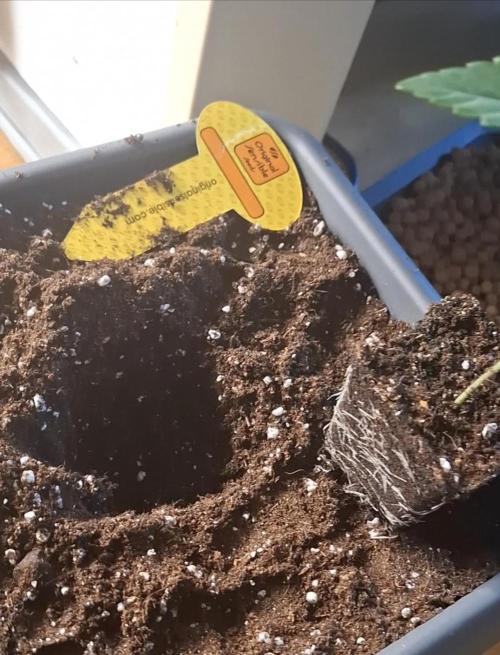 C.C.G / O.S.S Grow Event. Week 0 - Nun ging es in den Endtopf der 10L volumen hat.
