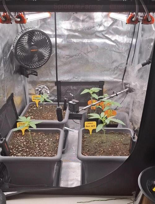 C.C.G / O.S.S Grow Event. Week 1 - Erstmal Platz schaffen.