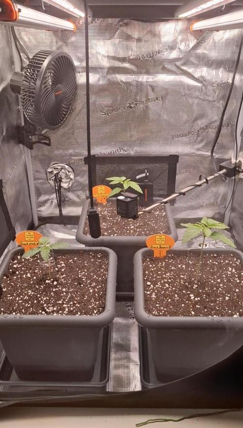 C.C.G / O.S.S Grow Event. Week 1 - Jetzt dürfen sie in ruhe wachsen. 