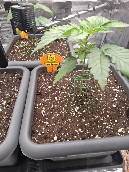 C.C.G / O.S.S Grow Event. Week 1 - Heute wurde es Zeit die Bruce Banner#3 zu Toppen.