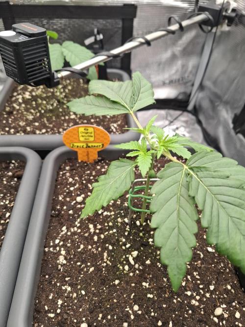  Bruce Banner #3. Week 1