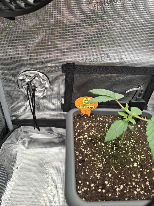 Black Orchid. Week 1