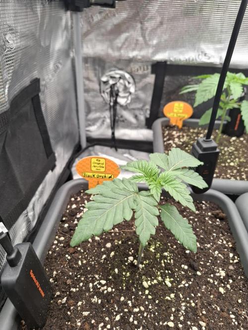 C.C.G / O.S.S Grow Event. Week 1 - Auch wenn sie kleiner war musste die Black Orchid heute zum Friseur.