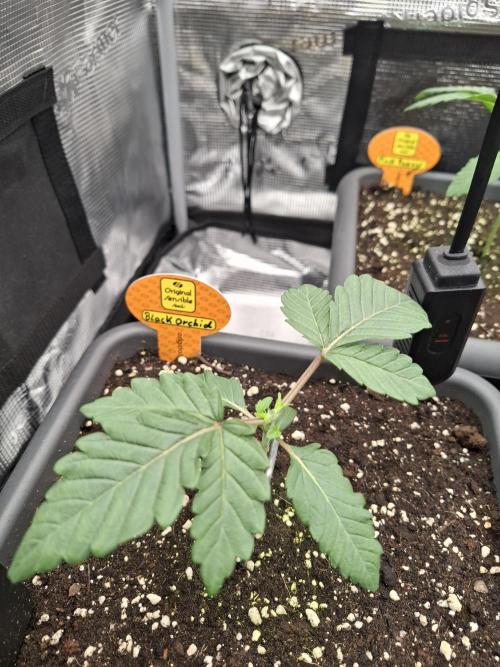 C.C.G / O.S.S Grow Event. Week 1 - Geben wir ihr ein paar Tage.
