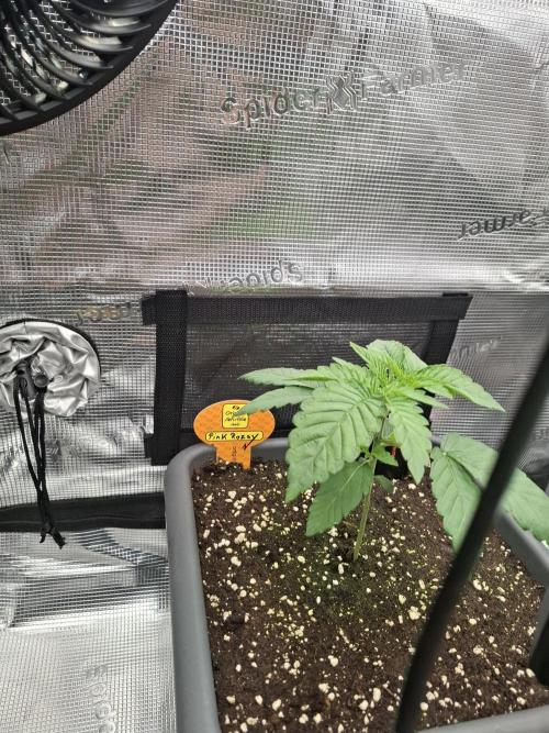 C.C.G / O.S.S Grow Event. Week 1 - Topping Time für miss Pink Rozay.