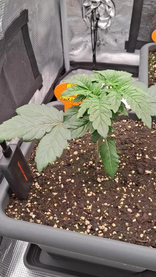 C.C.G / O.S.S Grow Event