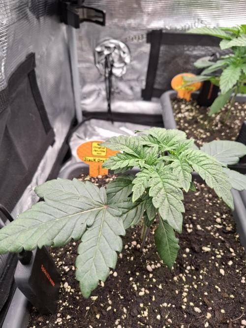 C.C.G / O.S.S Grow Event. Week 1