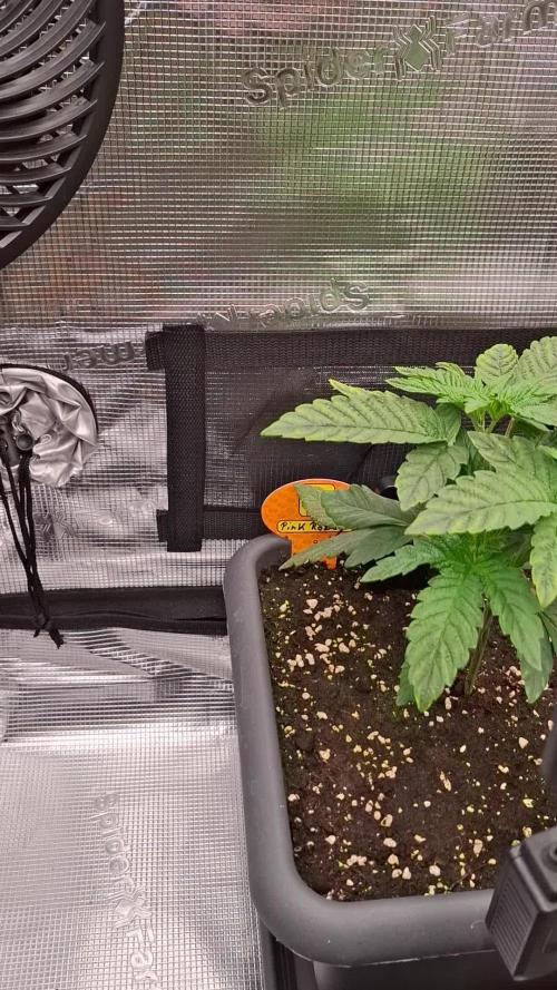 C.C.G / O.S.S Grow Event