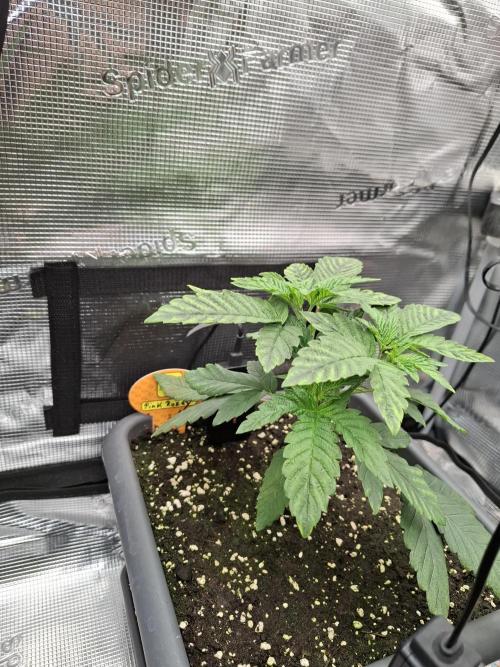 C.C.G / O.S.S Grow Event. Week 1