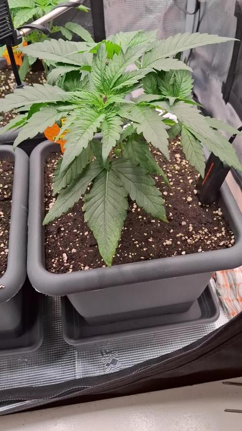 C.C.G / O.S.S Grow Event
