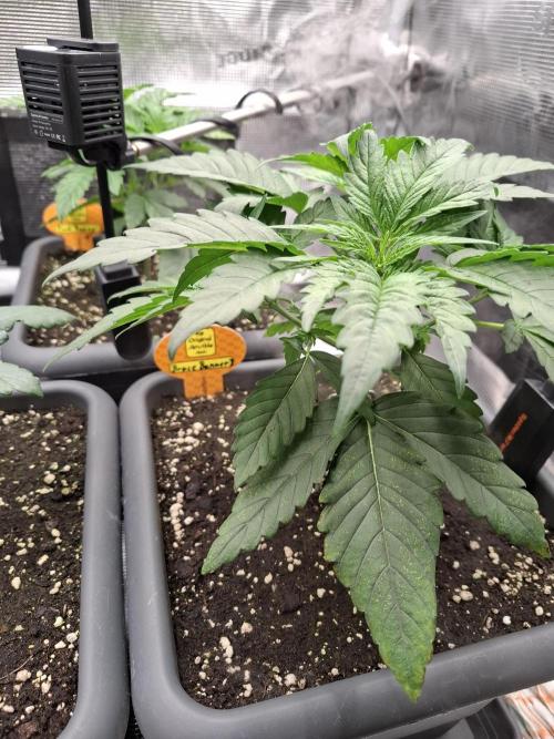 C.C.G / O.S.S Grow Event. Week 1 - Wir starten mit Bio Enhancer in woche 4 hinein. 