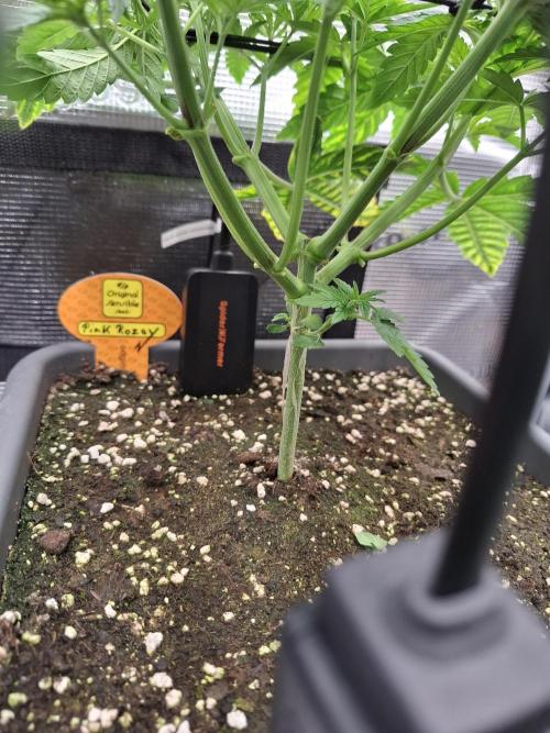 C.C.G / O.S.S Grow Event. Week 1 - Ein paar Blätter von unten entfernt.