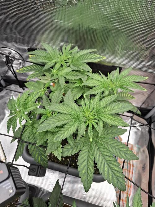C.C.G / O.S.S Grow Event. Week 1 - Und zum LST noch etwas HST um naße blätter und schimmel zu vermeiden.