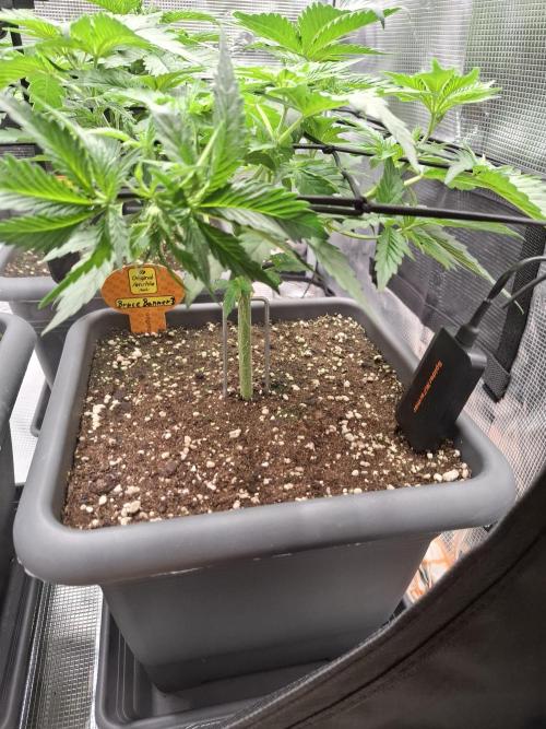 C.C.G / O.S.S Grow Event. Week 1 - Ein paar der unteren Blätter mußte entfernt werden.