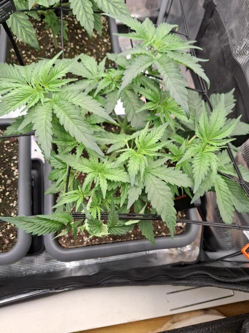 C.C.G / O.S.S Grow Event. Week 1 - Und zum LST kam noch etwas HST hinzu .