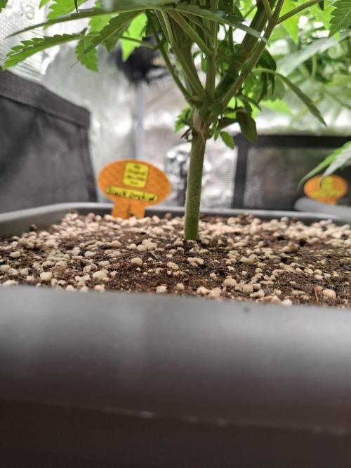 C.C.G / O.S.S Grow Event. Week 2