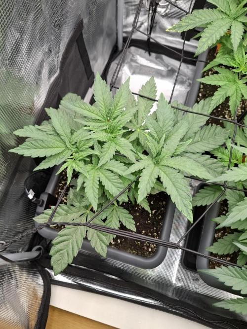C.C.G / O.S.S Grow Event. Week 2