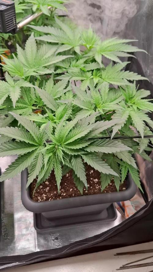 C.C.G / O.S.S Grow Event