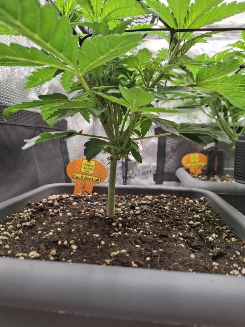 C.C.G / O.S.S Grow Event. Week 2