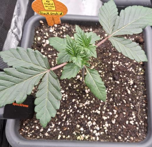 C.C.G / O.S.S Grow Event. Week 2
