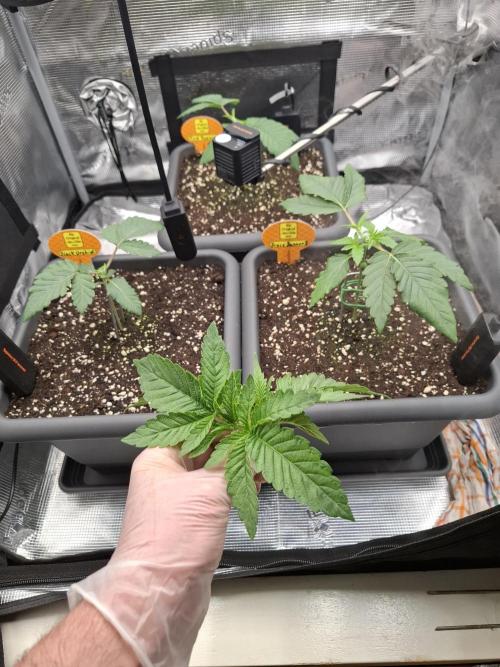 C.C.G / O.S.S Grow Event. Week 2