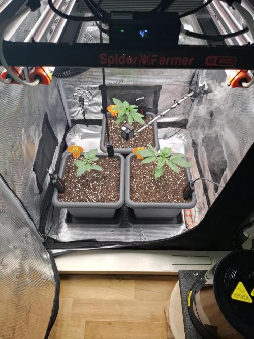 C.C.G / O.S.S Grow Event. Week 2