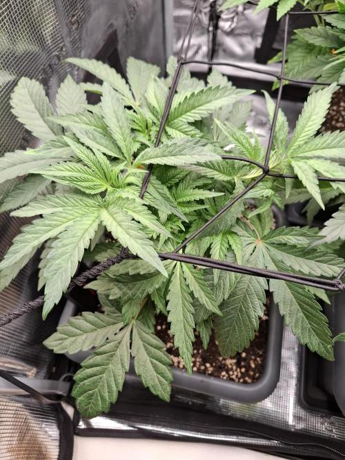 C.C.G / O.S.S Grow Event. Week 6