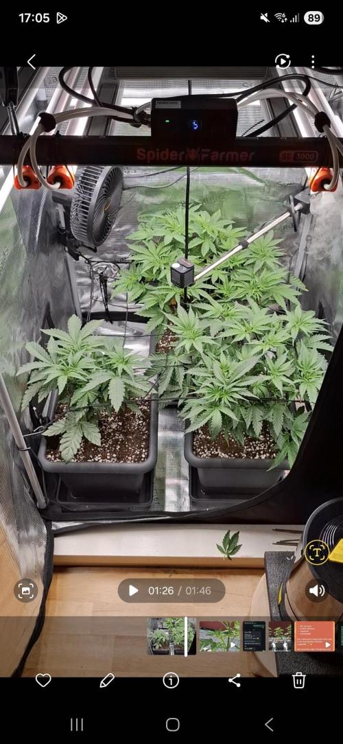 C.C.G / O.S.S Grow Event. Week 6