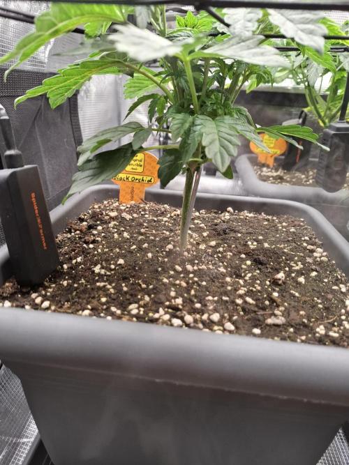 C.C.G / O.S.S Grow Event. Week 6