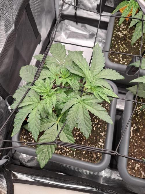 C.C.G / O.S.S Grow Event. Week 6