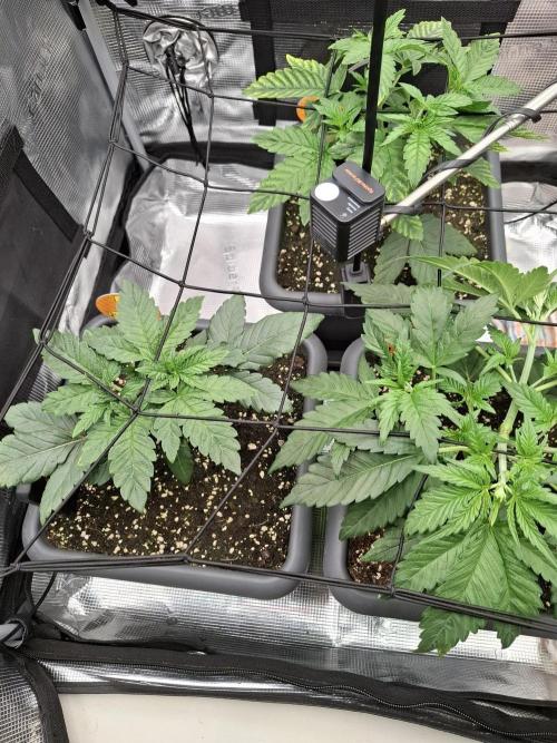 C.C.G / O.S.S Grow Event. Week 6