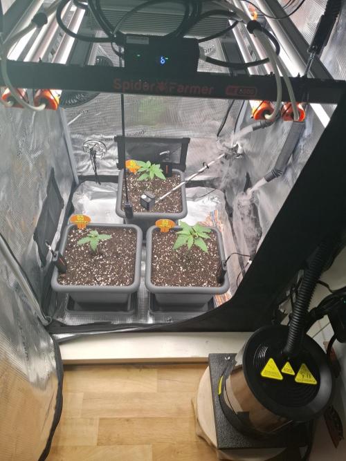C.C.G / O.S.S Grow Event. Week 6