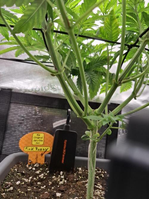 C.C.G / O.S.S Grow Event. Week 2