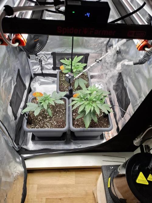 C.C.G / O.S.S Grow Event. Week 2