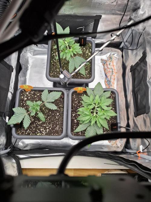 C.C.G / O.S.S Grow Event. Week 2