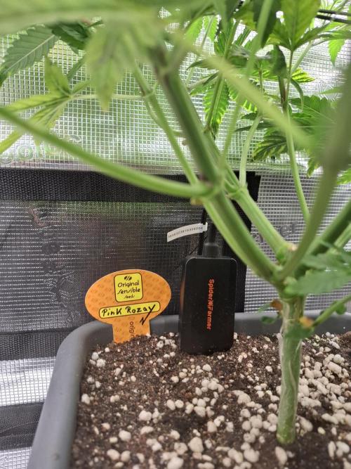 C.C.G / O.S.S Grow Event. Week 6