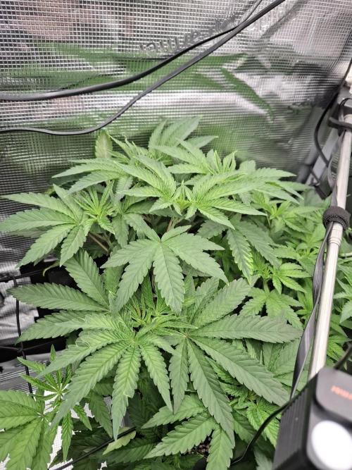 C.C.G / O.S.S Grow Event. Week 6