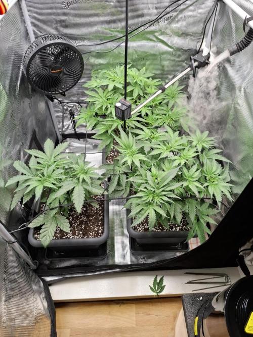 C.C.G / O.S.S Grow Event. Week 6