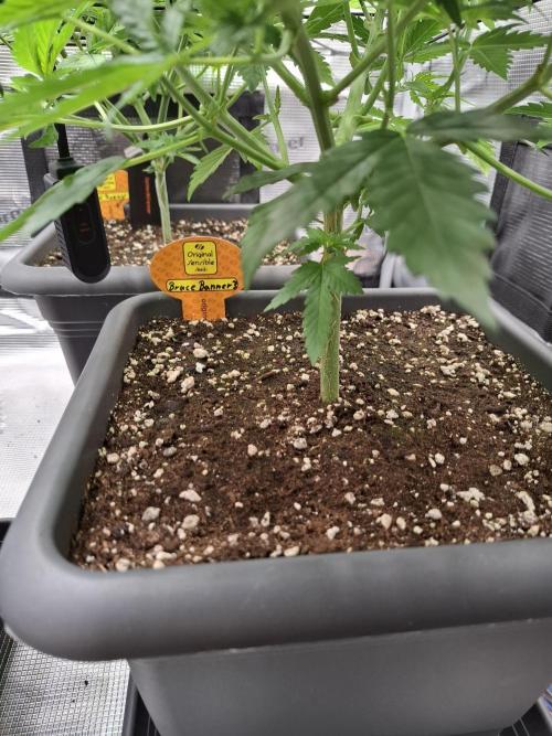 C.C.G / O.S.S Grow Event. Week 2