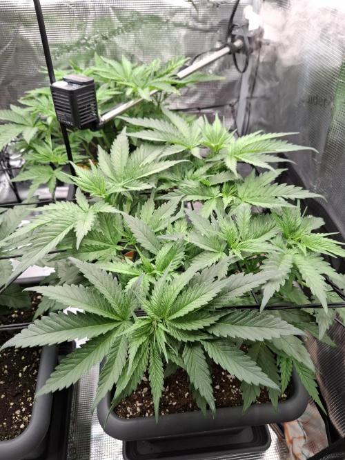 C.C.G / O.S.S Grow Event. Week 2