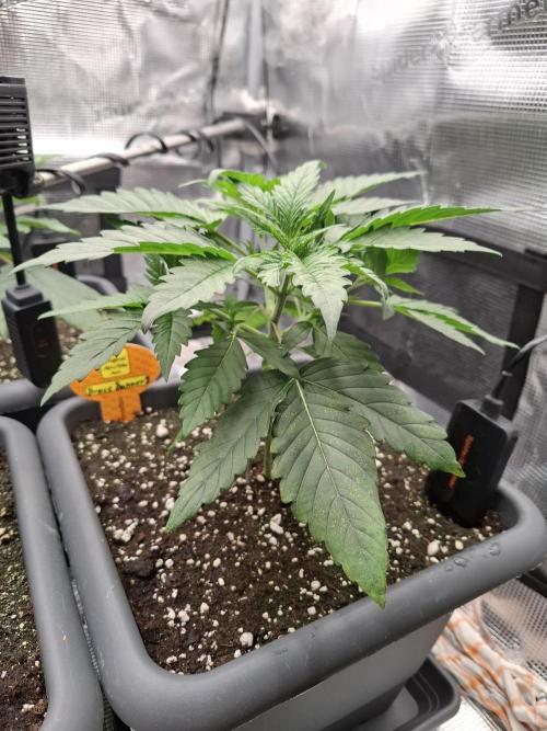 C.C.G / O.S.S Grow Event. Week 2