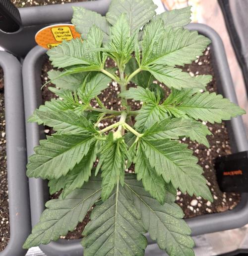 C.C.G / O.S.S Grow Event. Week 2
