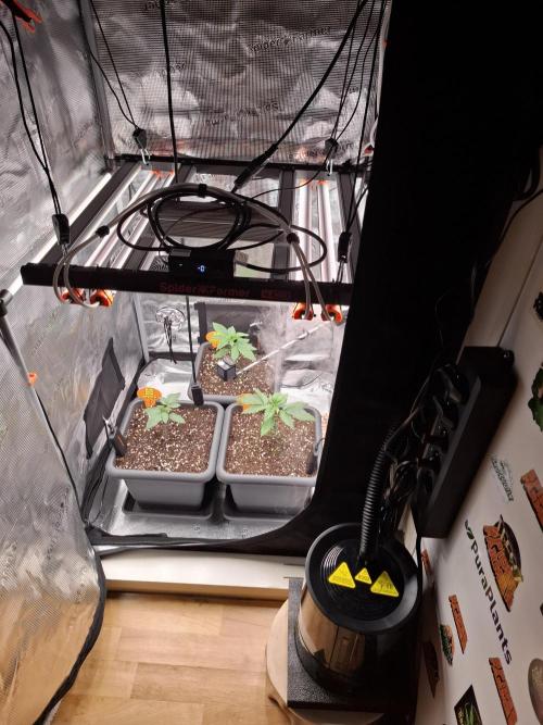 C.C.G / O.S.S Grow Event. Week 2