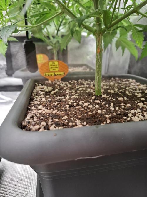 C.C.G / O.S.S Grow Event. Week 6