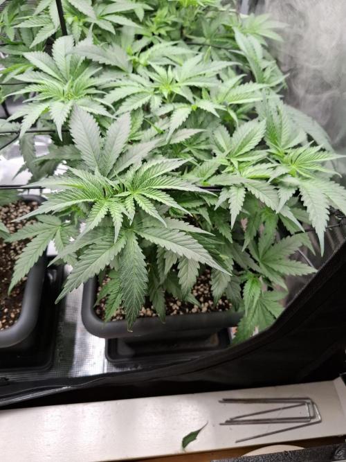 C.C.G / O.S.S Grow Event. Week 6